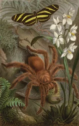 Tarantula